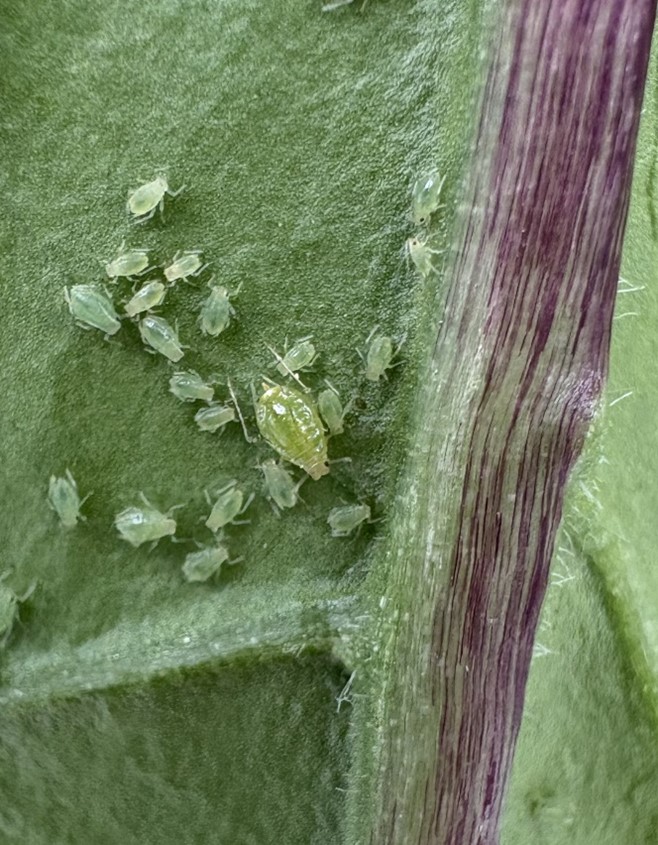 Groene perzikluis myzus persicae.jpg